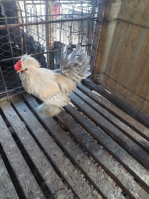 Oua .Puii.  Cocosi Pitice Bantam