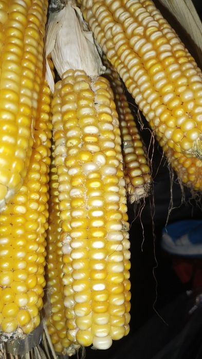 Porumb boabe sămânța