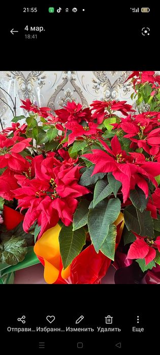 Продаются комнатные цветы