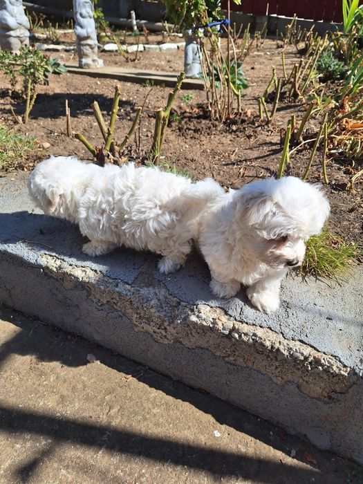 pui bichon o luna