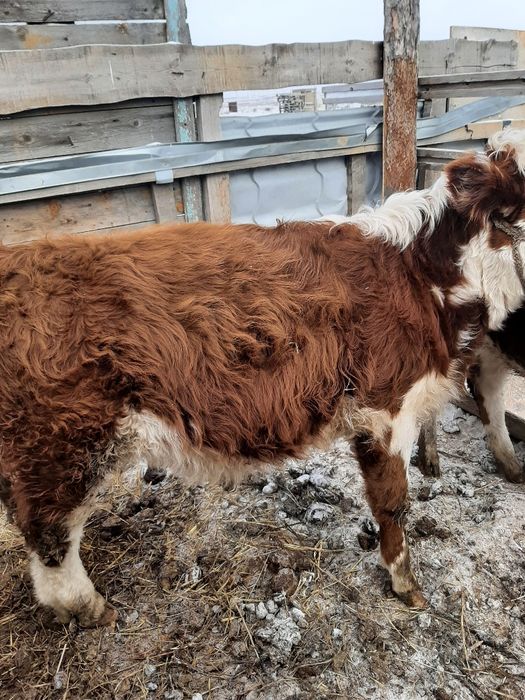 Продам бычка потсос