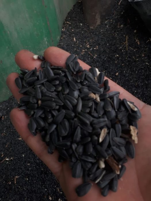 Семечки для корма, для птицы