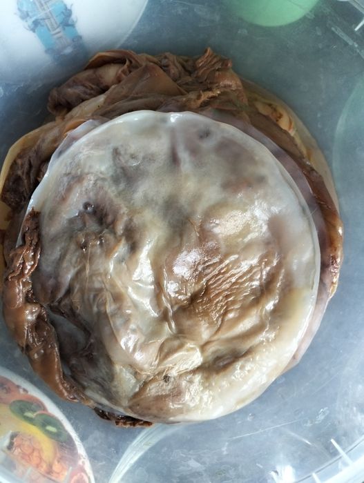 Чайный гриб напиток