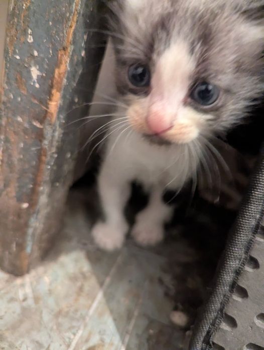 Отдам котят в хорошие руки