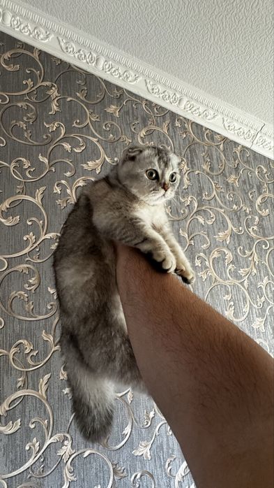 Шотландская вислоухая кошка срочно