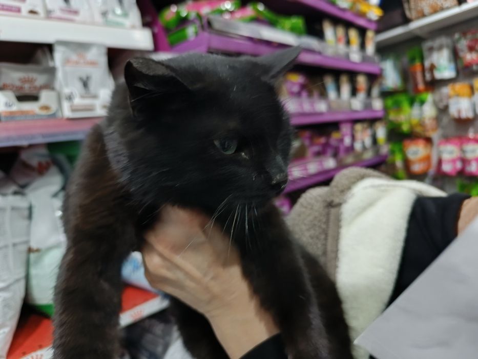 Ищет дом угольный джентльмен