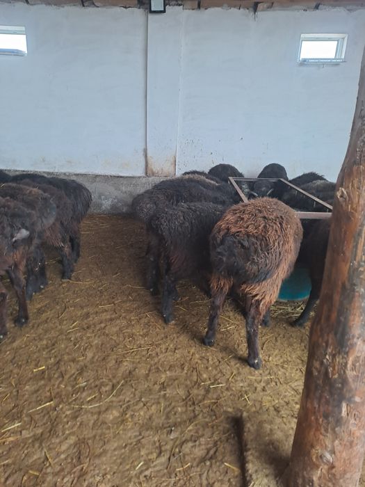 Семіз бордақы тоқталар