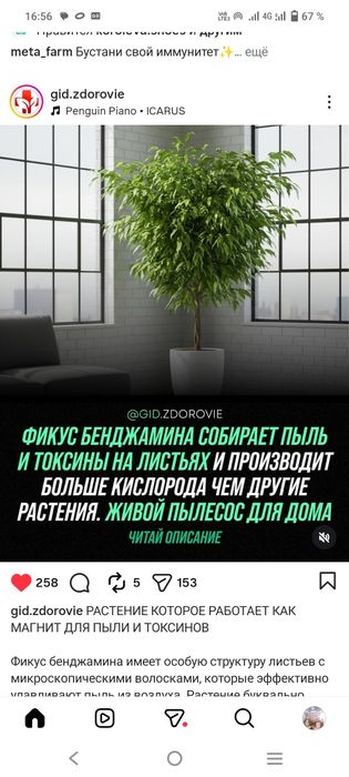 Фикус Бенджамина