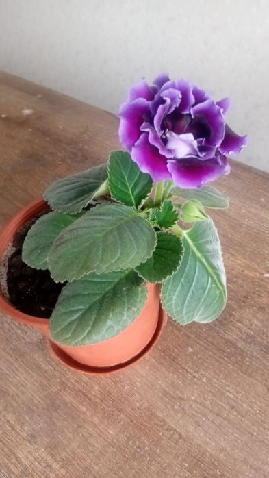 Продам глоксинию