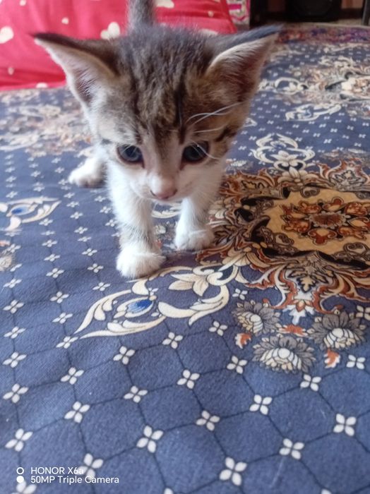 Хадияга бервораман