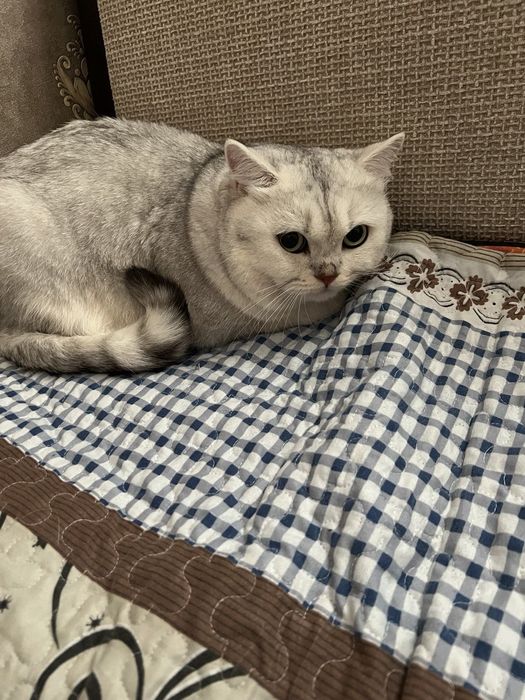 Кот Британец серебристая шиншилла реальному покупателю скидка