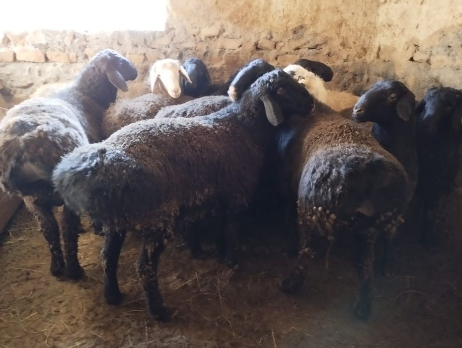 Қошқар бар семіз