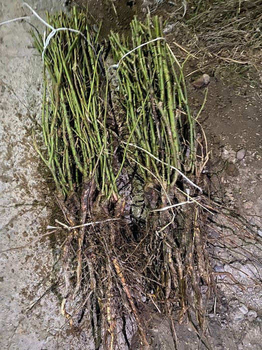 Цветы гулдер бар