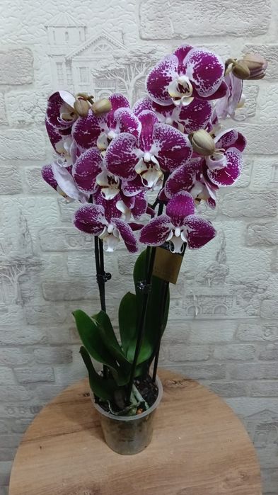 Цветы домашние . Комнатные цветы