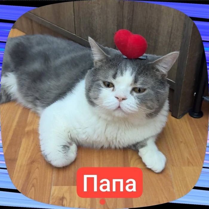 Скотиш страйт котята