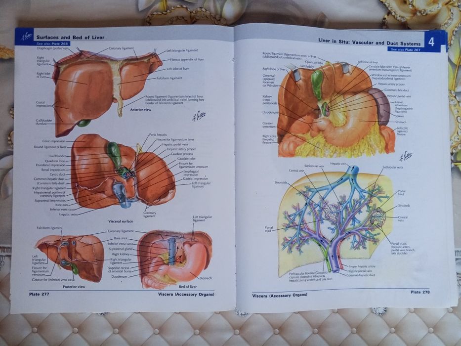 ОРИГИНАЛ! Atlas of human Anatomy Netter