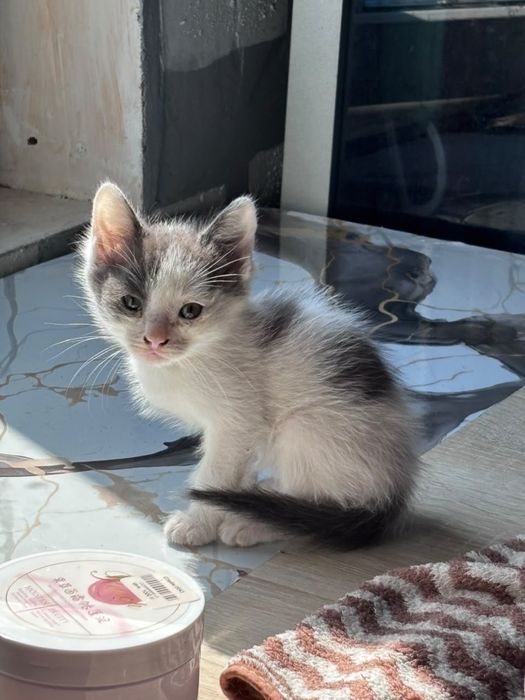 Отдаю котят бесплатно
