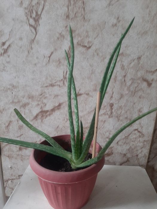 Уй гүлдерін сатамын