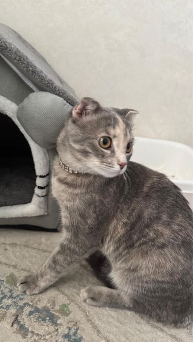 Кошка шотланская