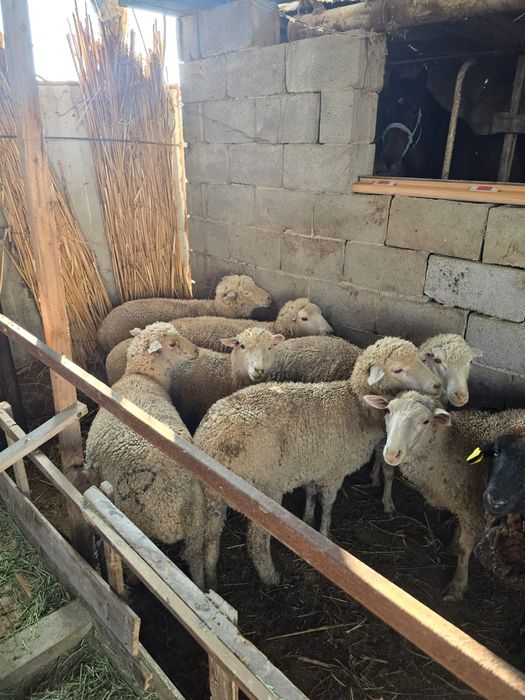 Семинар кой сатылады