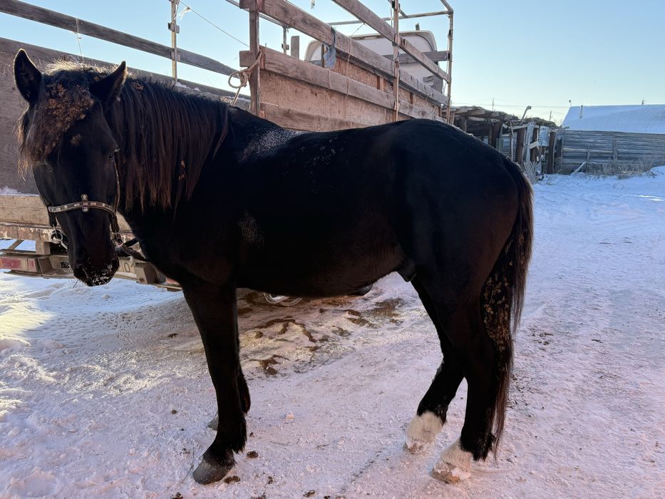 Продам жеребца обученного