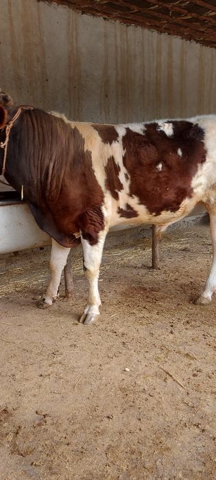 3 бас бұқа сатылады