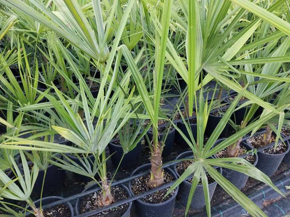 Палми - Вашингтония и Трахикарпус