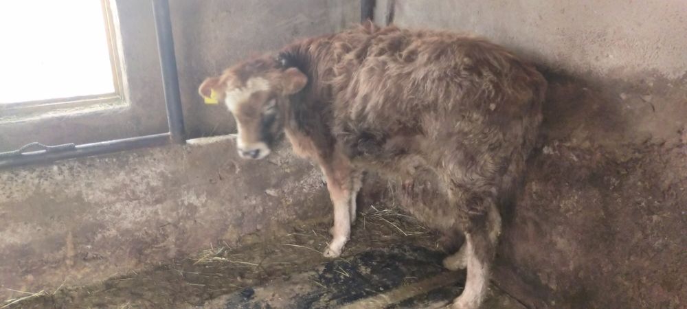 Продам бычка больше 10 месецев