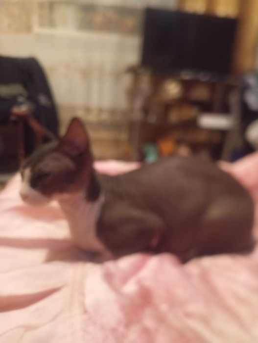 Сфинкс кошка  молодая