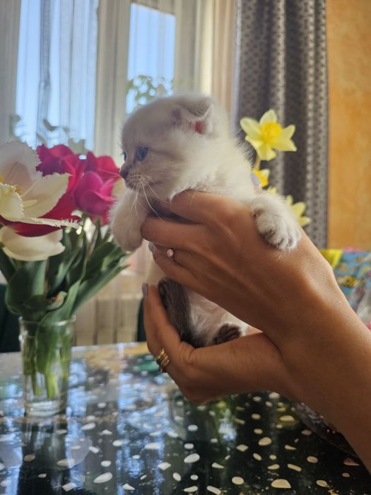 Шотландцы вислоушки.