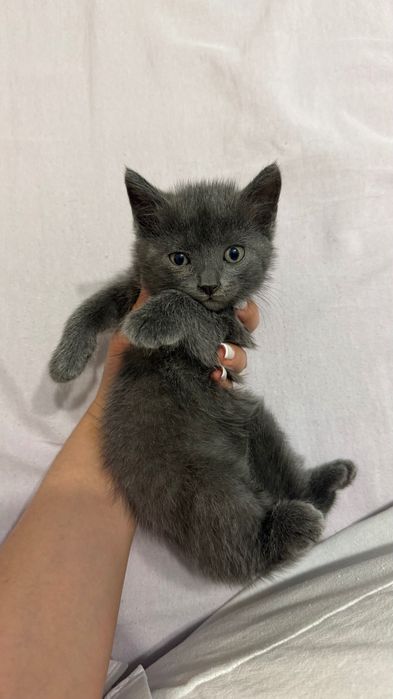 Маленькие котята