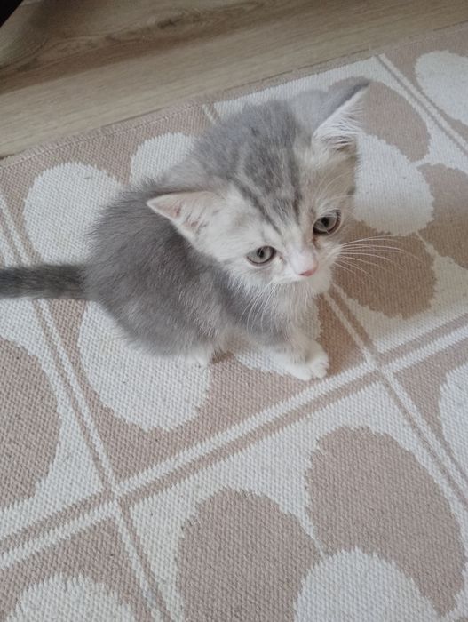 Шотланский котенок