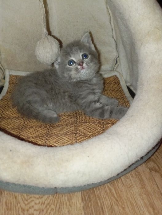 Шотланды 1,5 месяцев.