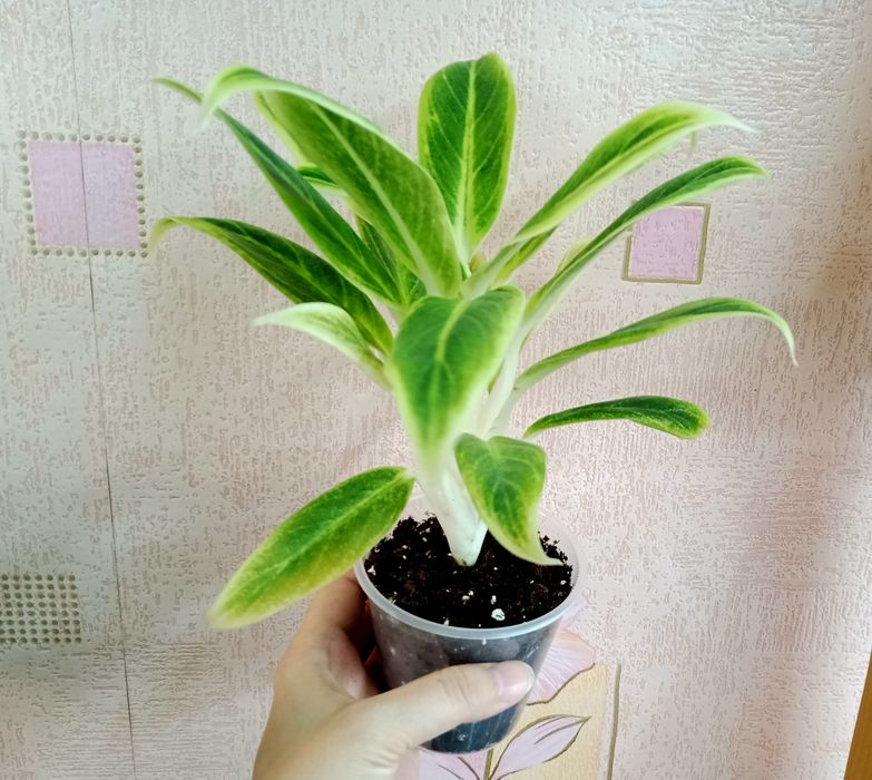 Стаканы/горшки для растений, напитков