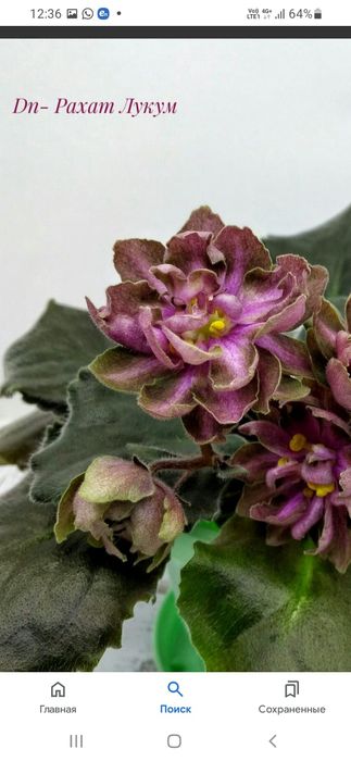 Фиалки сортовые по 2000 тг