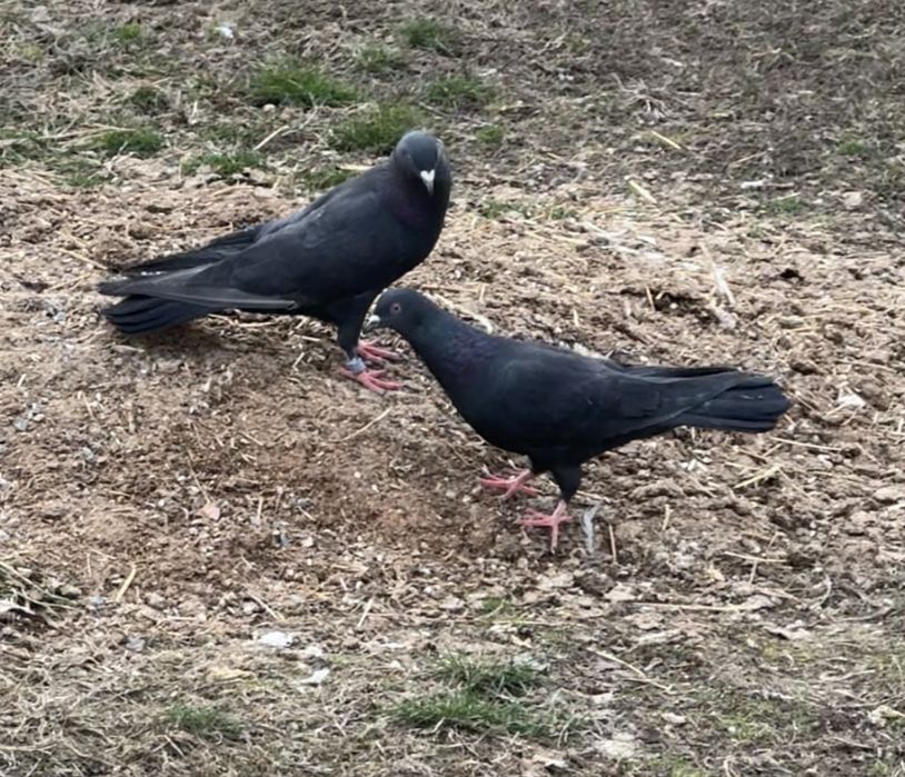 Голуби.  жуки пара ширакохвостые