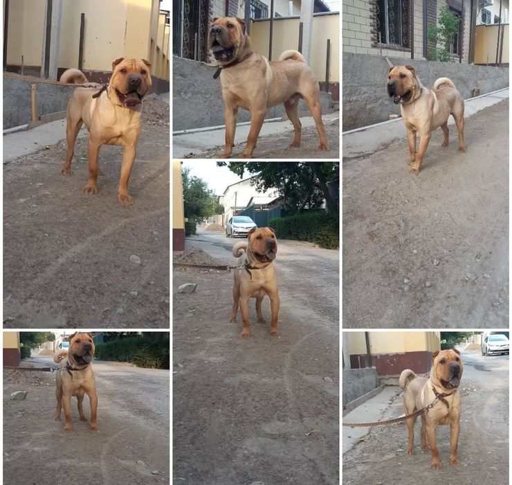 Продаётся взрослые шарпей кобель