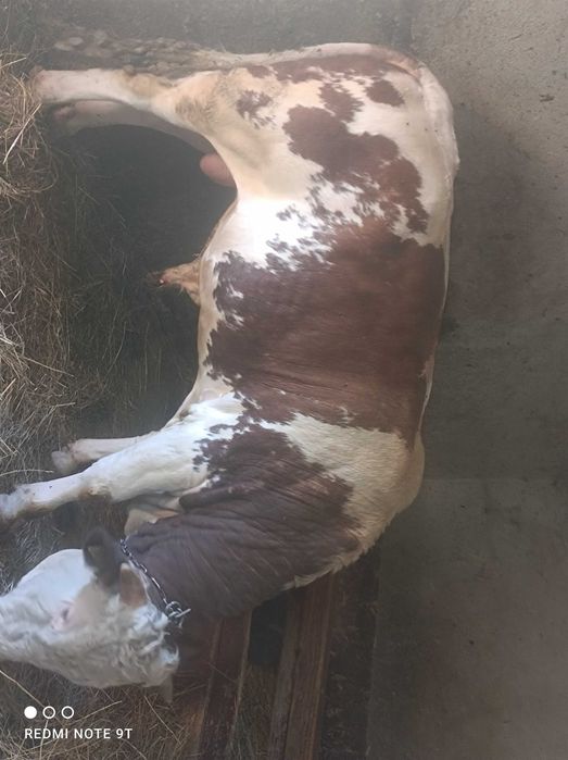Vând vițel aproximativ 380 kilograme