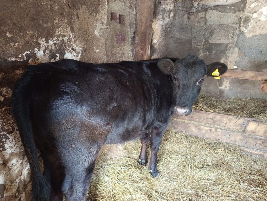 Продам годовалую телку