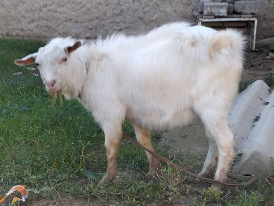 Zaanen echkilari sut beradigan