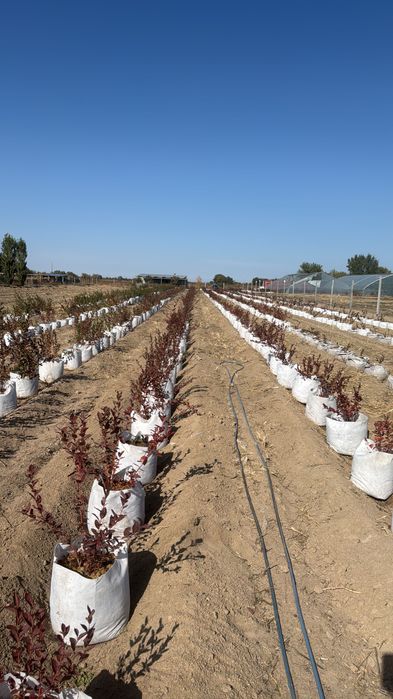 Голубика плодоносящая 5 лет кусты.