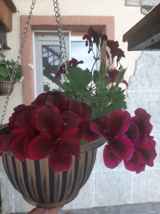 комнатные растения