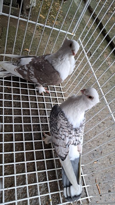 Porumbei satineti  / voiajori