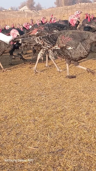 Үндіктер қораз мекендер