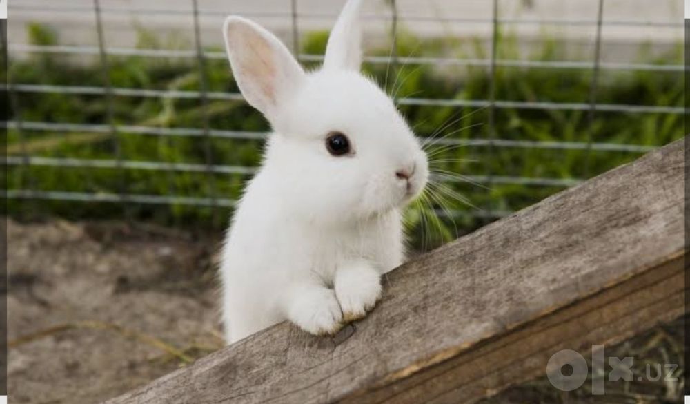 Кролик Quyon Rabbit