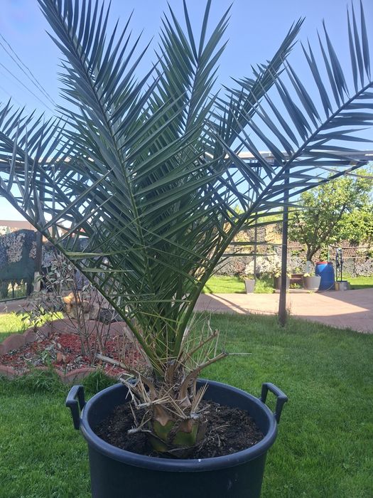 Plante decorative