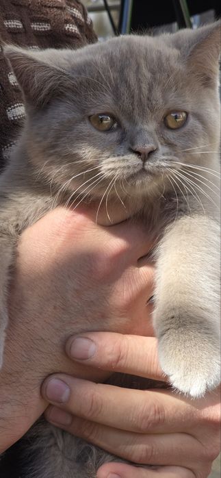 Очаровательный пушистый котенок Британский (девочка)