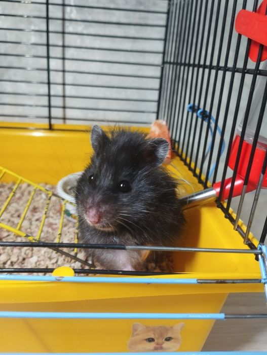 сирийский хомяк!!