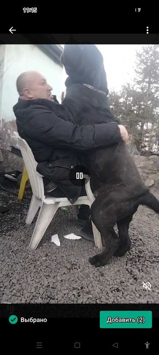 Щенки мастино наполетано