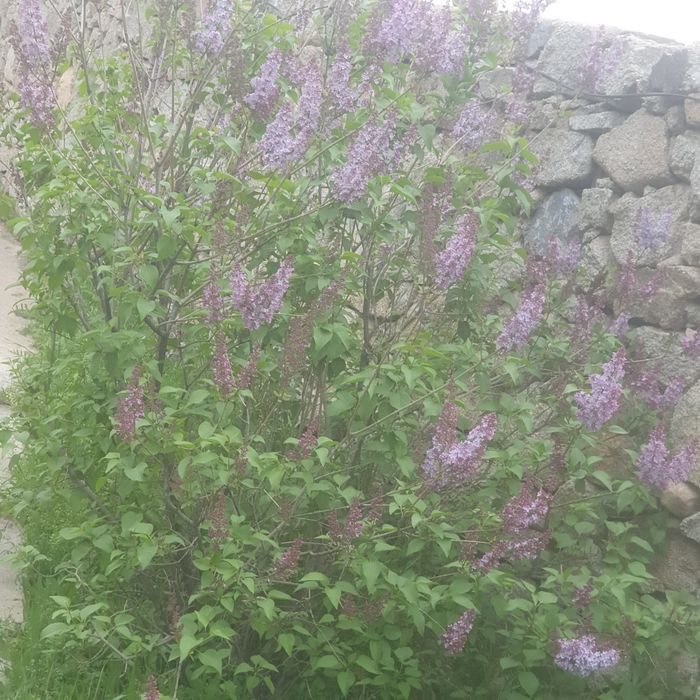 Сирен продаём свежую ароматную сирень прямо из сада.
Цветы крупные, пы